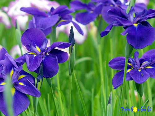 Blue-Iris-Flowers copy