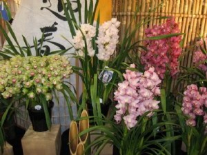 Có nhiều mầu hoa địa lan hoa-dia-lan-hoa-tet