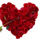 Hoa hồng ngày Valentine