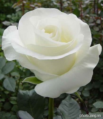 hoa hồng trắng ngày valentine