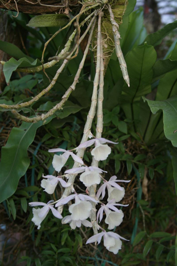 Lan Hoàng thảo vôi lan-hoang-thao-voi