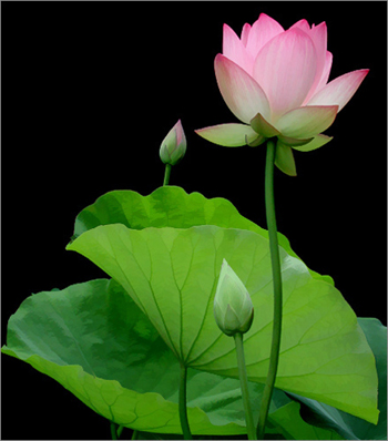 Sự tích hoa sen Su-tich-hoa-sen-hong