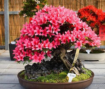 Hoa đỗ quyên - Điện hoa Hải Hà hoa-do-quyen-3