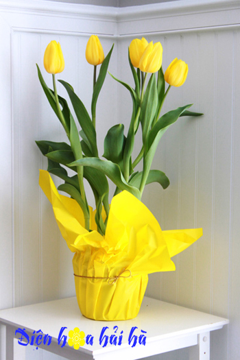 Chậu hoa tulip vàng