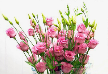 Hoa cát tường hồng Hoa tặng Mẹ