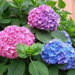 Sự tích hoa cẩm tú cầu – Một loài hoa đẹp