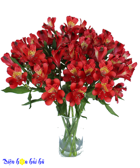 Bình hoa lily Peru mầu đỏ