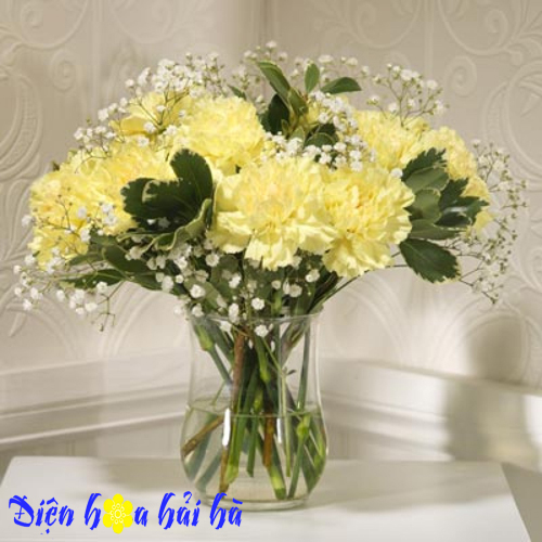 hoa cẩm chướng vàng 