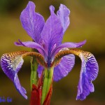 Sự tích hoa diên vĩ – Hoa iris