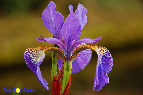 Sự tích hoa diên vĩ – Hoa iris