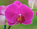 Hoa lan sinh-nhat-bang-hoa-lan