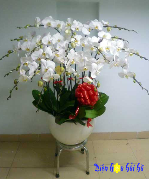 Chậu hoa lan hồ điệp trắng - Hoa tặng sinh nhật Mẹ quý phái chau-hoa-lan-ho-diep-16 cay-trang