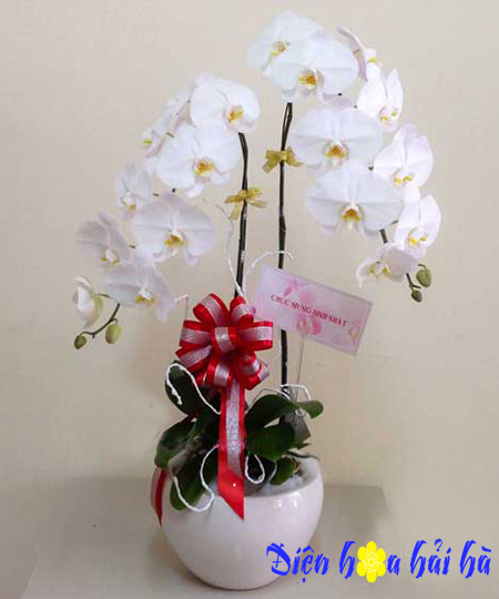 Chậu hoa lan hồ điệp chau-hoa-lan-ho-diep-2-cay-trang