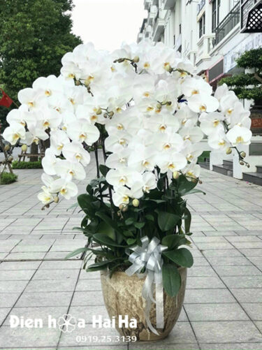 Chậu hoa lan hồ điệp 10 cây màu trắng
