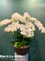 Chậu hoa lan hồ điệp 12 cây màu trắng