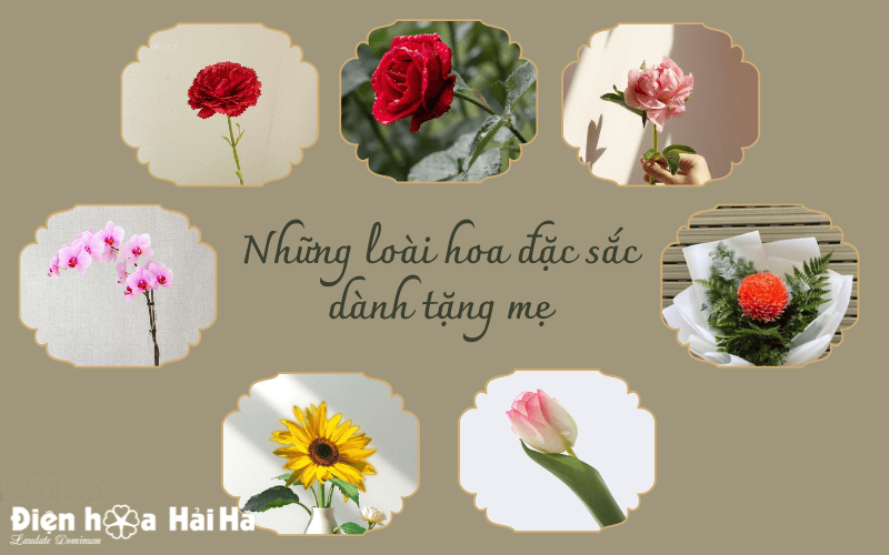 Các loài hoa đẹp dành tặng mẹ yêu