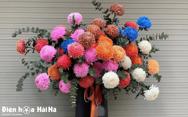 Hoa cúc mẫu đơn đa dạng về màu sắc