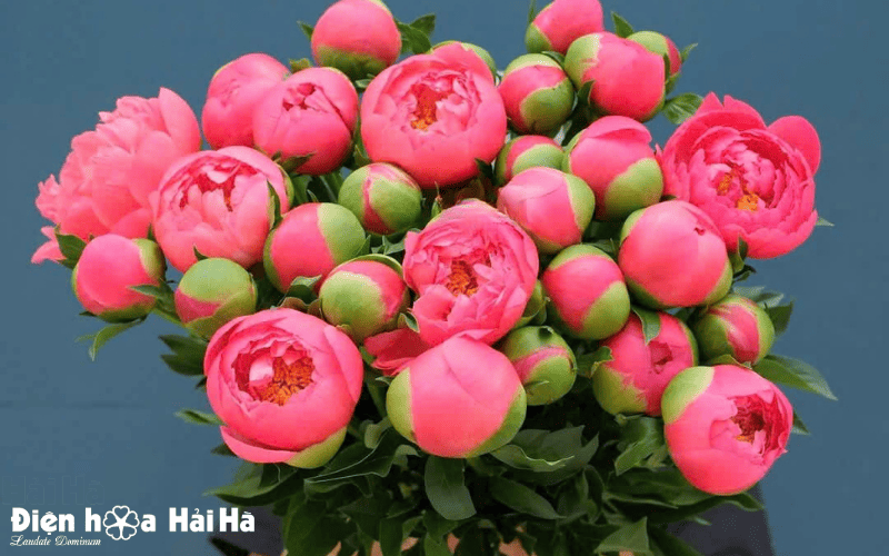 Hoa mẫu đơn màu hồng mang đậm nét văn hoá Trung Quốc