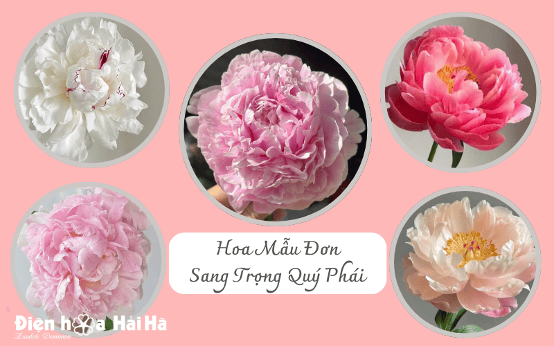 Những màu sắc rực rỡ của hoa mẫu đơn