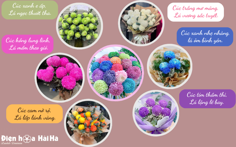 Ý nghĩa các màu sắc hoa cúc mẫu đơn