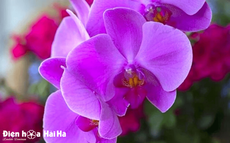 Hoa hồ điệp đẹp tặng ngày doanh nhân