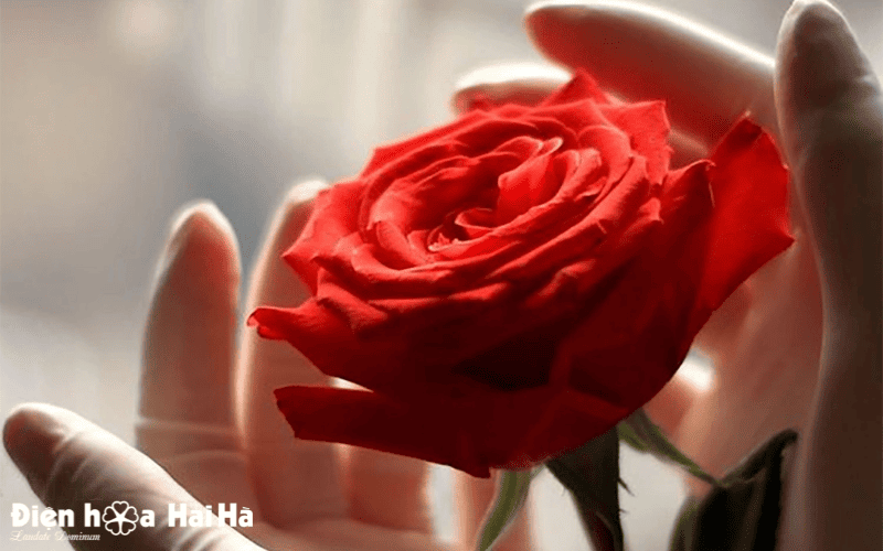 Hoa hồng rực rỡ dành tặng cho các doanh nhân