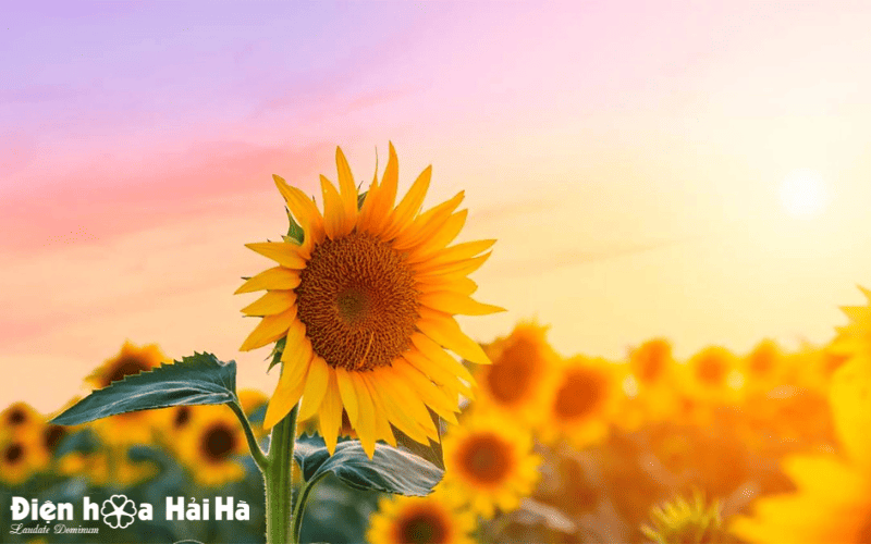 Hoa hướng dương dành cho ngày doanh nhân